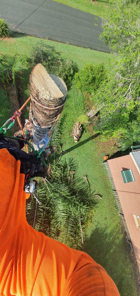 Affordable Tree Specialists Tree Cutting Services 18