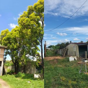 tree removal specialists