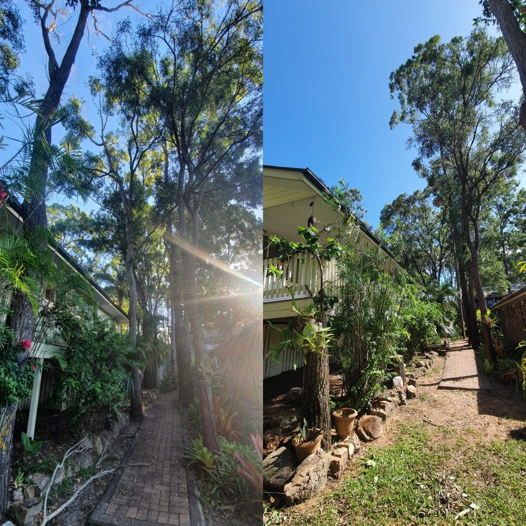 Affordable Tree Specialists Tree Cutting Services 22