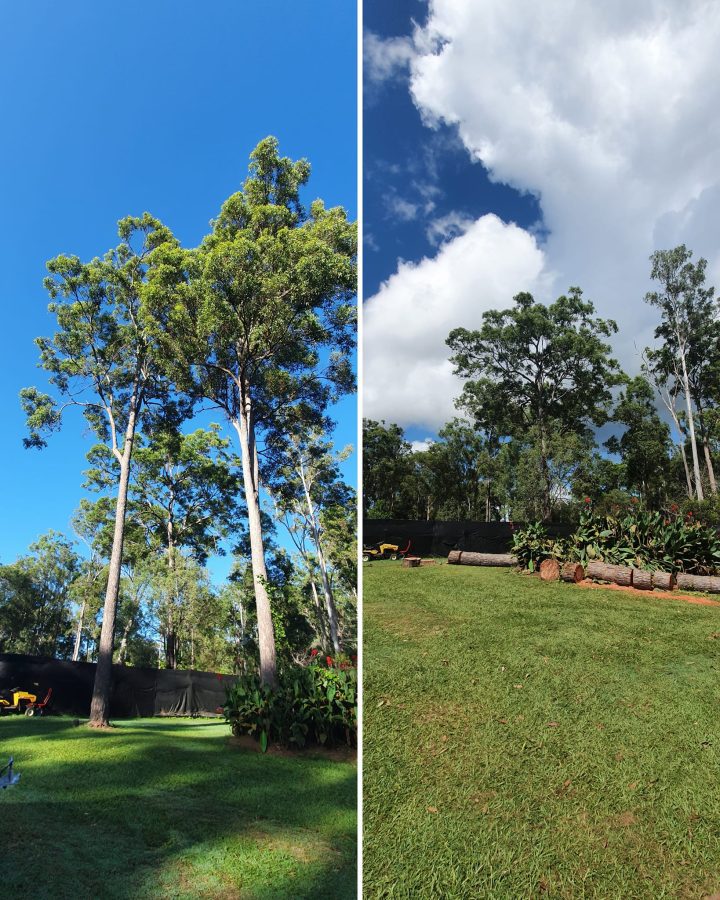 Affordable Tree Specialists Tree Cutting Services 28