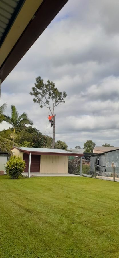 arborist services in Bidwill