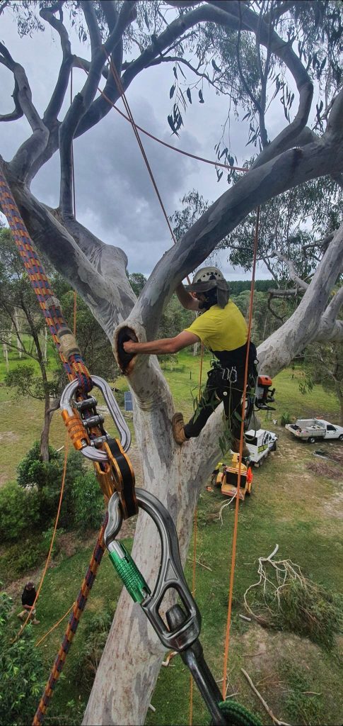 Tree Cutting Service