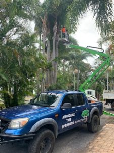 tree cutting services