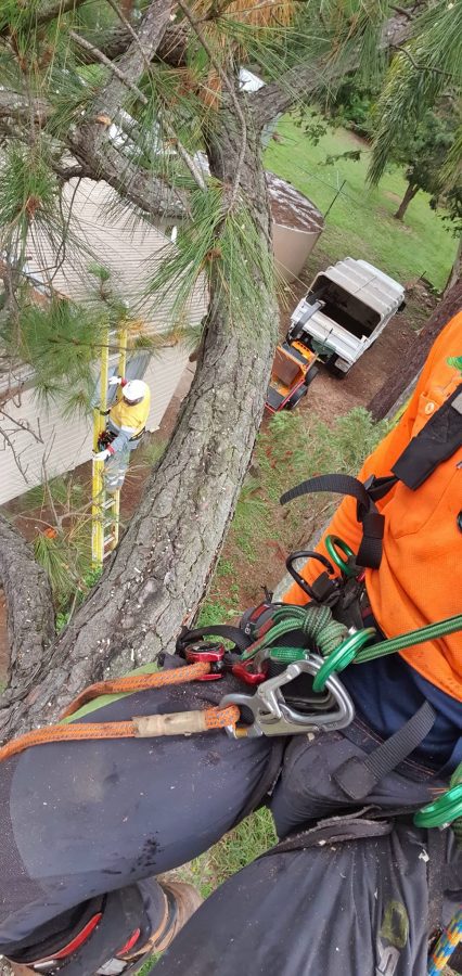 Affordable Tree Specialists Tree Cutting Services 47