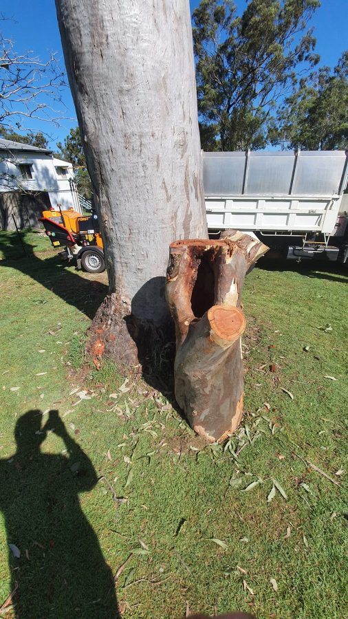 Affordable Tree Specialists Tree Cutting Services 49