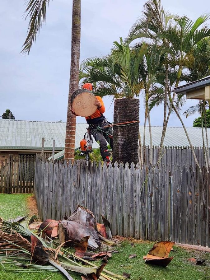 Affordable Tree Specialists Tree Cutting Services 52