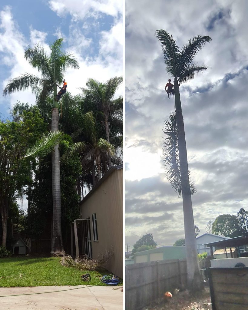 tree pruning service