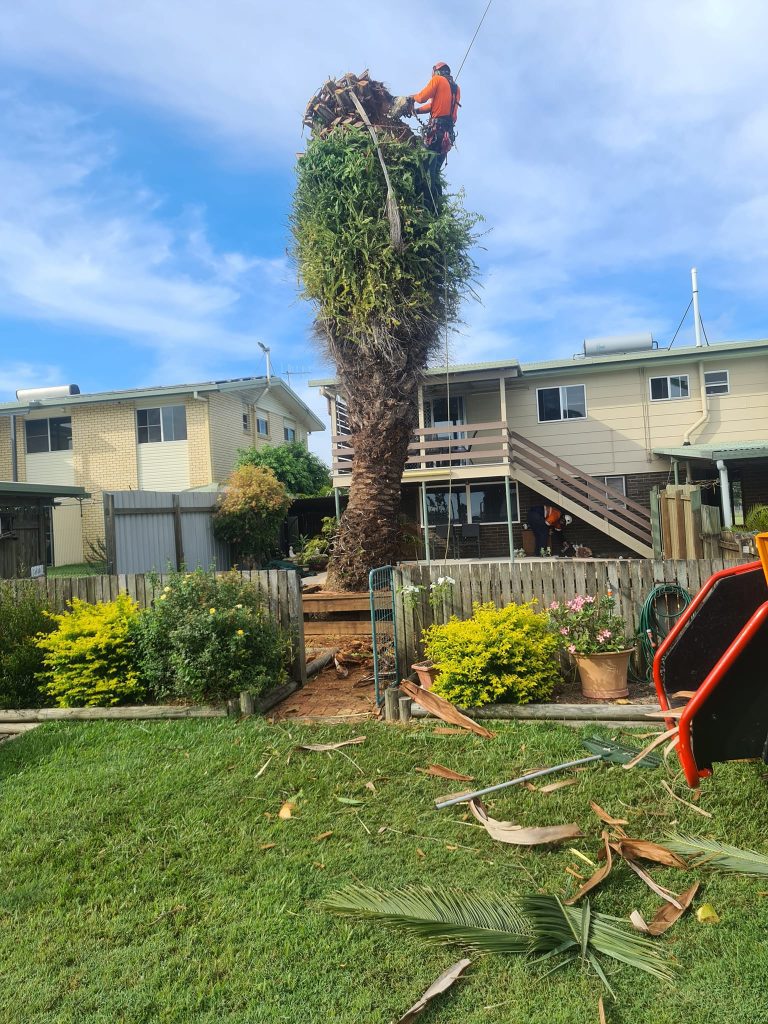 Affordable Tree Specialists Tree Cutting Services 62