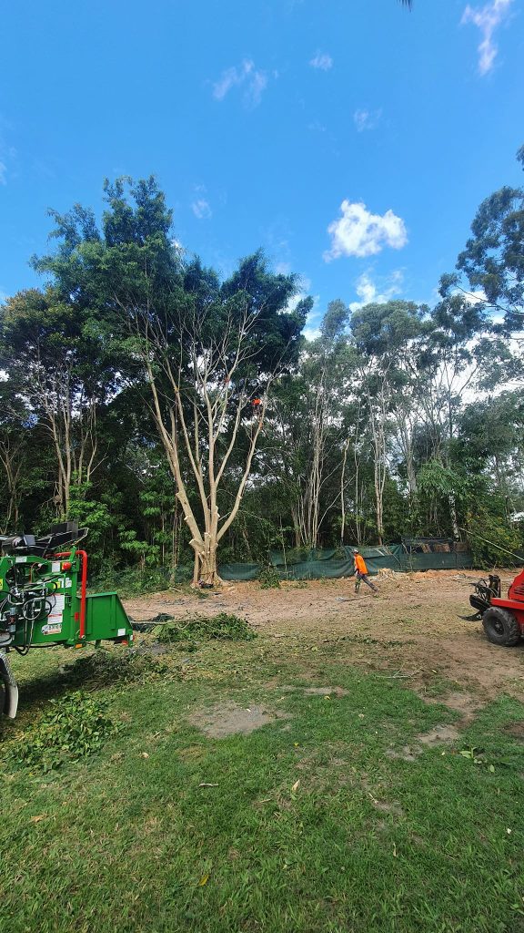 Affordable Tree Specialists Tree Cutting Services 66