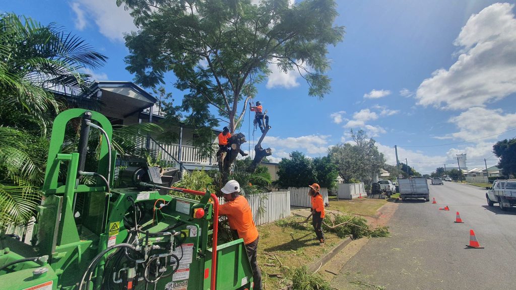 arborist services in Bidwill