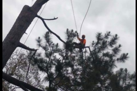 Affordable Tree Specialists - Tree Cutting Services (46)