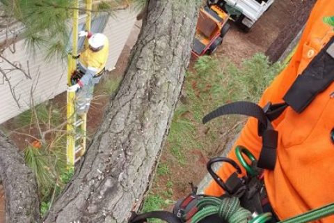 Affordable Tree Specialists - Tree Cutting Services (47)