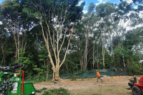 Affordable Tree Specialists - Tree Cutting Services (66)