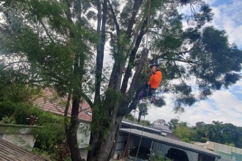 Affordable Tree Specialists - Tree Cutting Services (70)